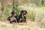 BEAUCERON - ADULTS and PUPPIES 006